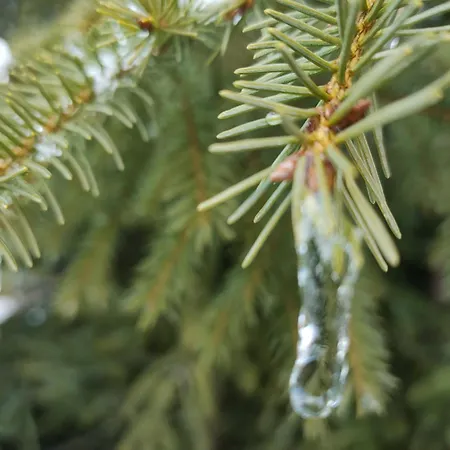 Affittacamere Limoni Brenna